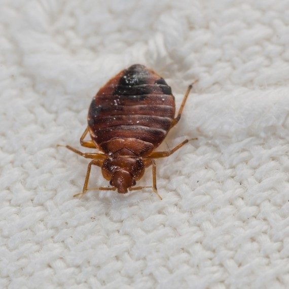Bed Bugs, Pest Control in North Feltham, East Bedfont, TW14. Call Now! 020 8166 9746