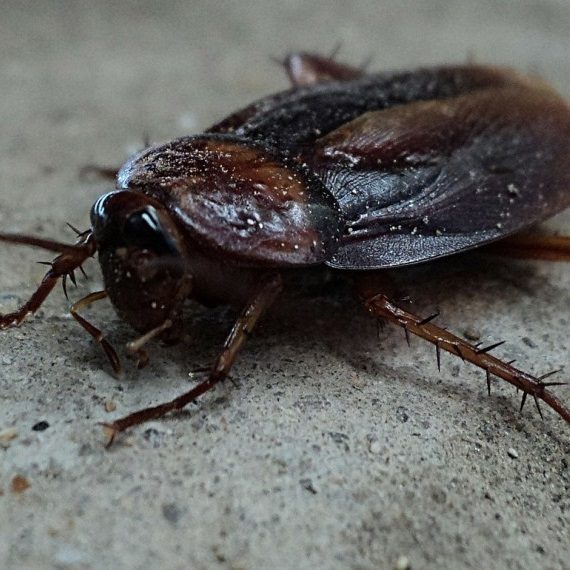 Cockroaches, Pest Control in North Feltham, East Bedfont, TW14. Call Now! 020 8166 9746