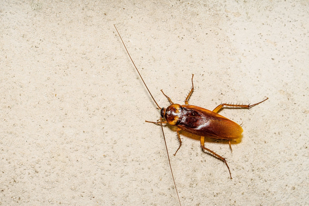 Cockroach Control, Pest Control in North Feltham, East Bedfont, TW14. Call Now 020 8166 9746