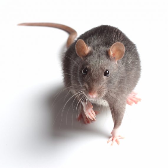 Rats, Pest Control in North Feltham, East Bedfont, TW14. Call Now! 020 8166 9746