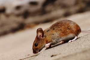 Mice Control, Pest Control in North Feltham, East Bedfont, TW14. Call Now 020 8166 9746