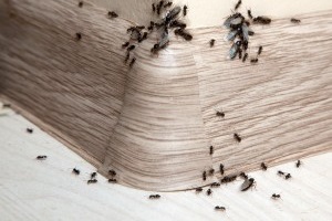 Ant Control, Pest Control in North Feltham, East Bedfont, TW14. Call Now 020 8166 9746