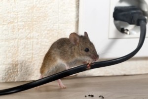 Mice Control, Pest Control in North Feltham, East Bedfont, TW14. Call Now 020 8166 9746