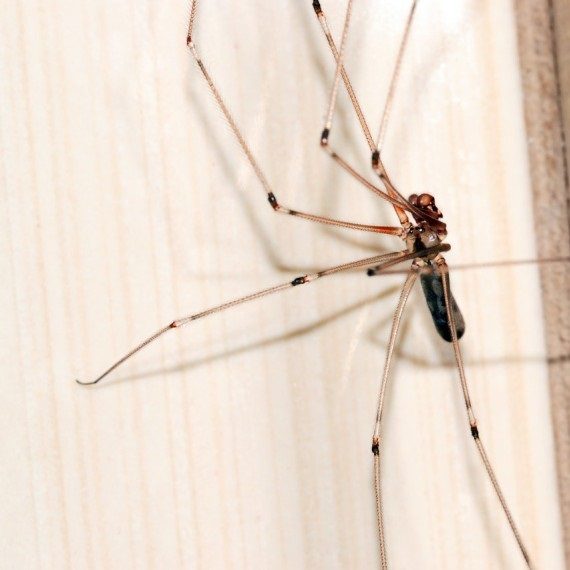 Spiders, Pest Control in North Feltham, East Bedfont, TW14. Call Now! 020 8166 9746