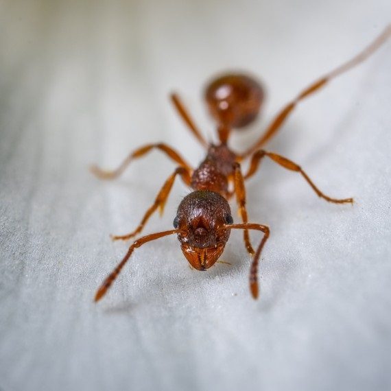 Field Ants, Pest Control in North Feltham, East Bedfont, TW14. Call Now! 020 8166 9746