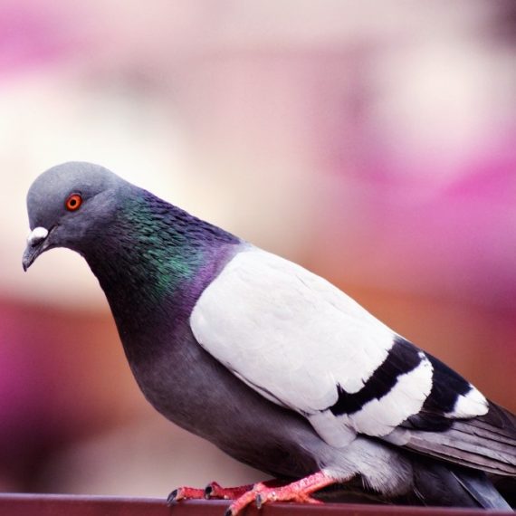 Birds, Pest Control in North Feltham, East Bedfont, TW14. Call Now! 020 8166 9746
