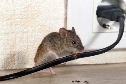 Pest Control in North Feltham, East Bedfont, TW14. Call Now! 020 8166 9746