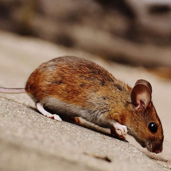 Mice, Pest Control in North Feltham, East Bedfont, TW14. Call Now! 020 8166 9746