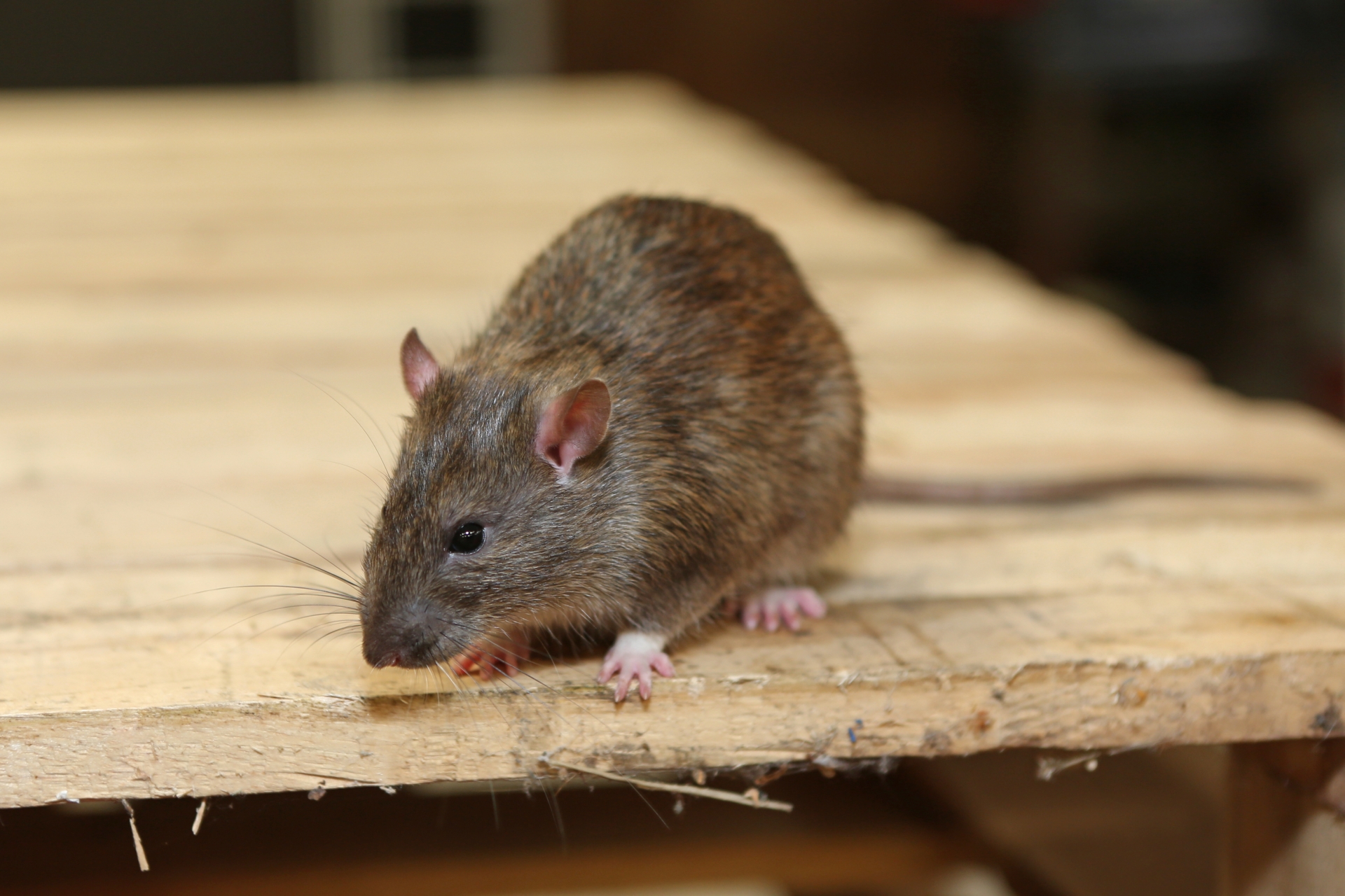 Rat Infestation, Pest Control in North Feltham, East Bedfont, TW14. Call Now 020 8166 9746