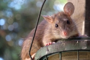 Rat Control, Pest Control in North Feltham, East Bedfont, TW14. Call Now 020 8166 9746