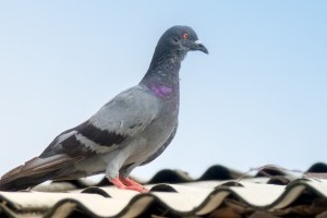 Pigeon Control, Pest Control in North Feltham, East Bedfont, TW14. Call Now 020 8166 9746