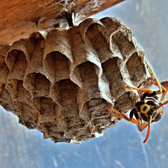 Wasps Nest, Pest Control in North Feltham, East Bedfont, TW14. Call Now! 020 8166 9746